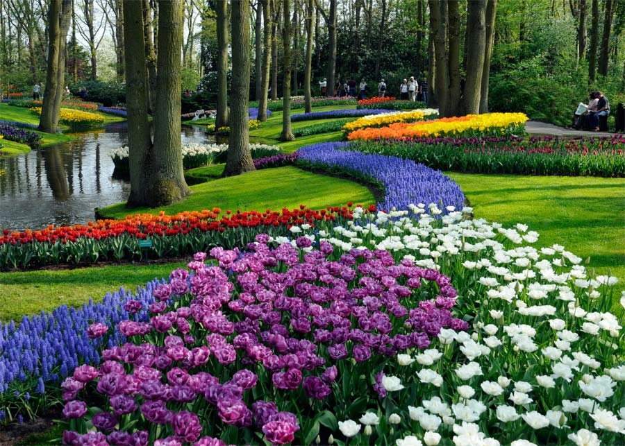 Mùi hoa ở Hà Lan: Hoa tulip ít loại có mùi, nhưng những loại hoa khác ở khu vườn Keukenhof nổi tiếng của Hà Lan tỏa ra mùi hương thật ngọt ngào. Ảnh: CNN