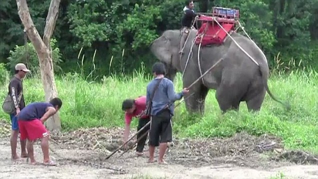 Voi giam chet nguoi, bo chay voi hai khach tren lung hinh anh