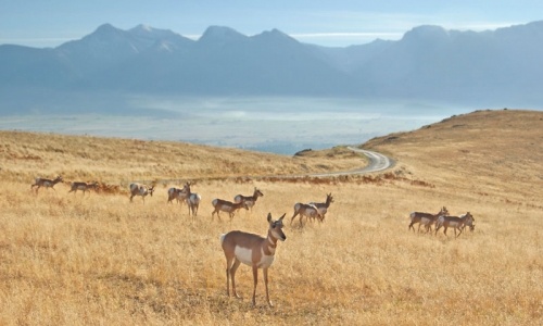 4. Montana (Mỹ): Khu bảo tồn được mệnh danh là “Serengeti nước Mỹ” nằm ở phía Đông Bắc Montana do American Prairie Reserve thành lập sẽ là nơi tái định cư các loài bò rừng Bizon, gấu xám, hươu, hải ly, nai sừng tấm và linh dương. Tại đây, du khách sẽ được tham gia các tour cắm trại, leo núi và ngắm động vật hoang.