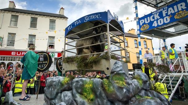 Vào ngày đầu tiên của lễ hội, những tình nguyện viên sẽ đi bắt một con dê núi đực và đưa nó về thị trấn. Con dê sẽ được đưa lên kiệu trang trí hoa thạch thảo tím và và đưa vào trung tâm Killorglin trong lễ diễu hành. Tại đây, nó sẽ được trao vương miện và làm vua của Killorglin trong 3 ngày.