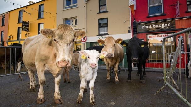Ngày thứ hai của lễ hội là hội chợ bò diễn ra ngay sau cuộc thi ngựa. Tại đây, mọi người mua bán và trao đổi gia súc với trung tâm của sự chú ý là những chú bò.