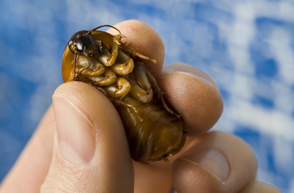 7. Bảo tàng gián, Texas, Mỹ: Micheal Bordan, một chuyên gia kiểm dịch, đã mở bảo tàng lạ lùng này, trong đó có hàng ngàn con gián được ăn mặc trang phục giống các ngôi sao hay các nhân vật lịch sử nổi tiếng. Bạn cũng có thể cầm một con gián lên. Tất nhiên việc này không hợp vệ sinh, nhưng sự thú vị của bảo tàng vẫn khiến du khách đổ về đây.