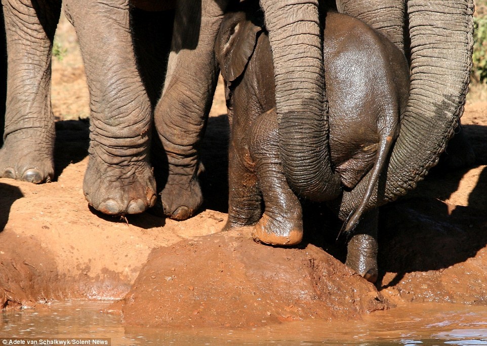 Schalkwyk nói: “Điều quan trọng là ta cần thấy rằng động vật cũng có cảm xúc và tình cảm.”