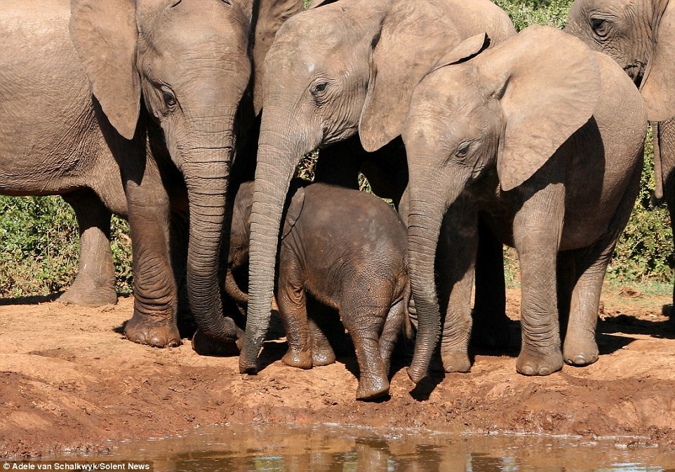 Cô cho biết: “Tôi nghĩ con người có thể học được nhiều điều từ những con vật này.”