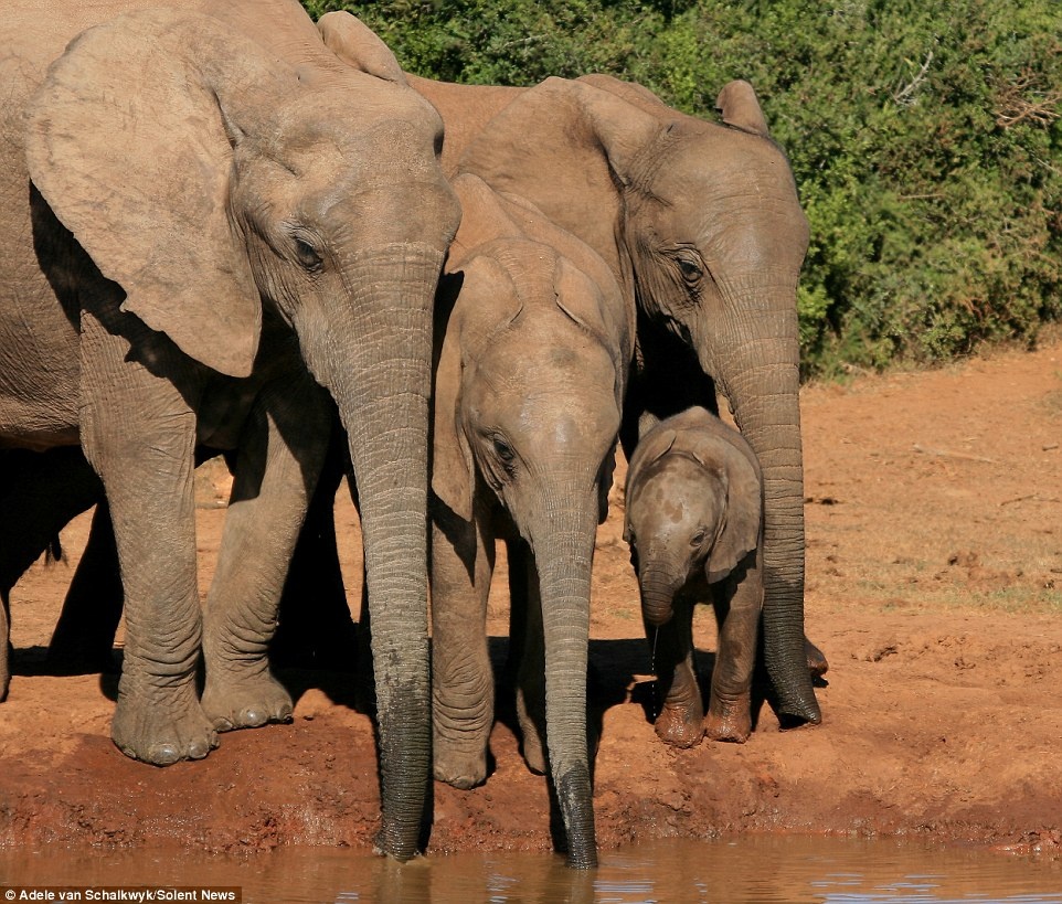 Nữ du khách Adele van Schalkwyk, người đã chụp những bức ảnh thú vị này, cho biết từ lúc bắt đầu ra đập uống nước, cả đàn voi đã trông chừng chú voi con rất cẩn thận.