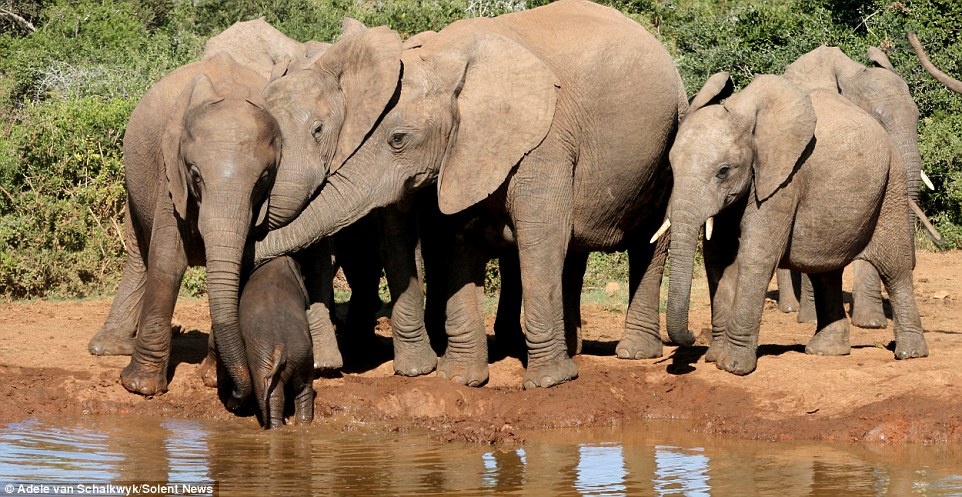 Voi mẹ và cả đàn nhanh chóng hành động, dùng vòi để kéo voi con ra khỏi nước. 