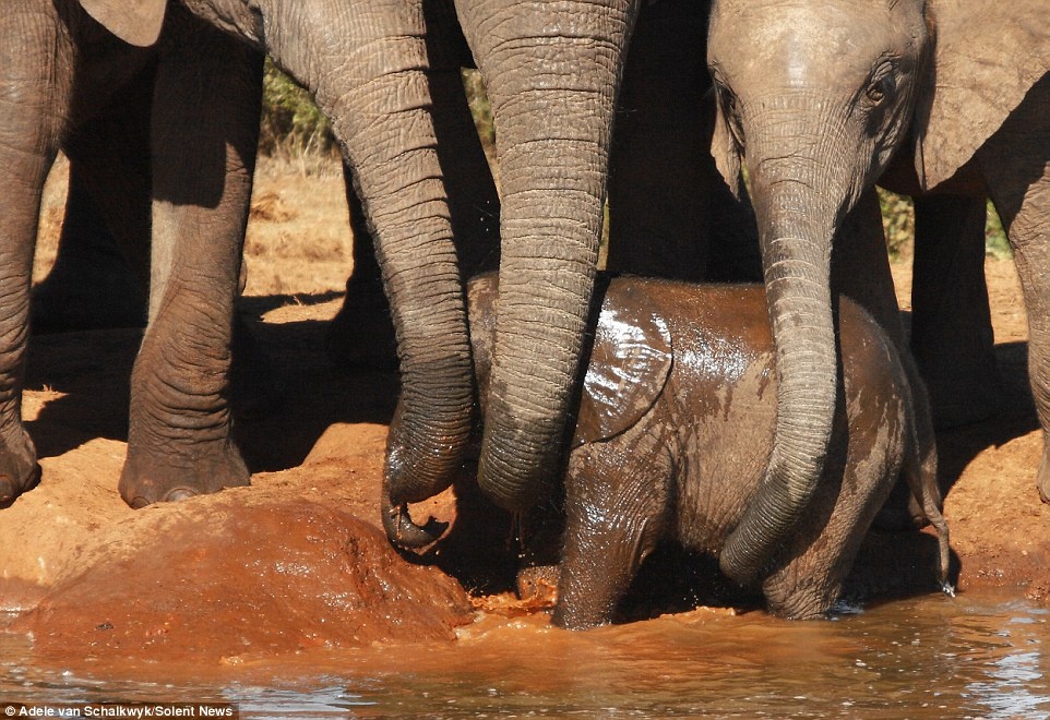 Adele van Schalkwyk  đã nhanh tay ghi lại cảnh tượng này.