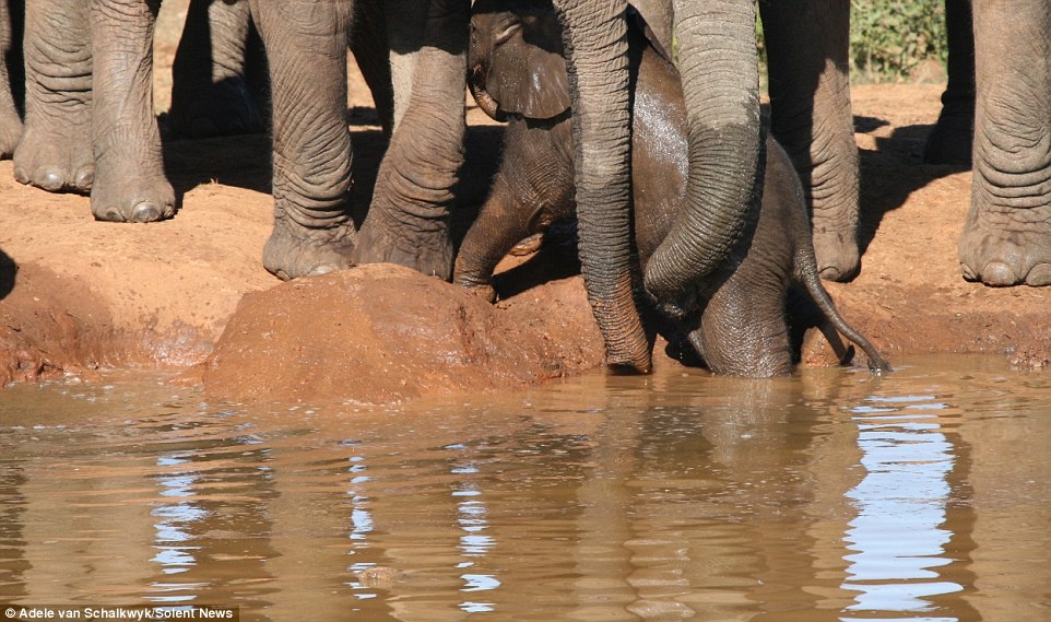 Cô cho biết: “Khi chụp những bức ảnh đó, tôi vô cùng bất ngờ trước sự nhiệt tình và tinh thần hợp tác của chúng.”