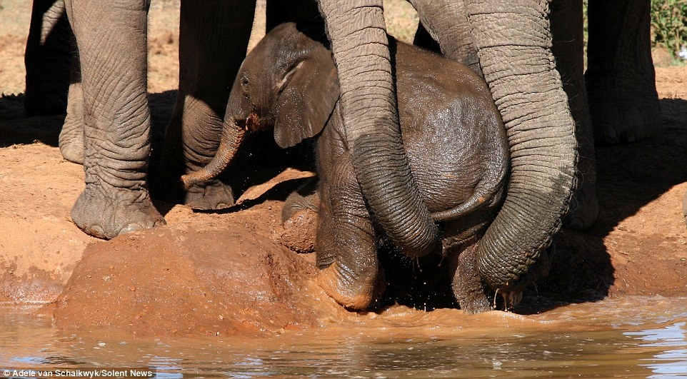Schalkwyk đặt tên cho loạt ảnh là “Chung sức vì tình yêu”.