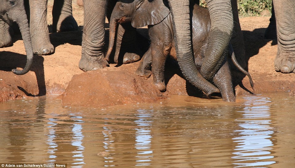 Dù voi mẹ đã cố giữ không cho voi con ra quá sát mép nước nhưng chú voi con tinh nghịch không chịu lắng nghe.