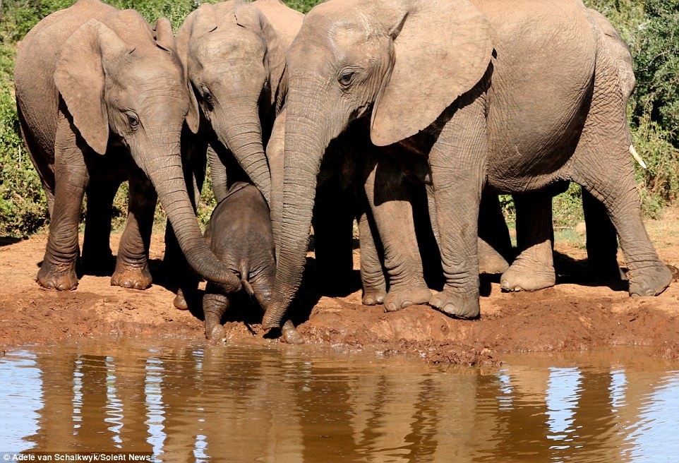 Công viên quốc gia Addo là công viên lớn thứ 3 ở Nam Phi, nhà của hơn 600 con voi, một điểm tham quan yêu thích của các du khách.