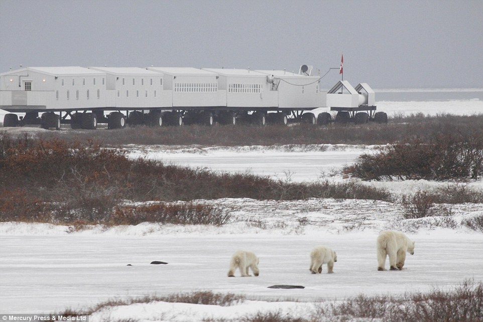 Khách sạn Tundra Lodge Rolling ở Manitoba, Canada là nơi lý tưởng cho những du khách yêu thích gấu Bắc Cực.