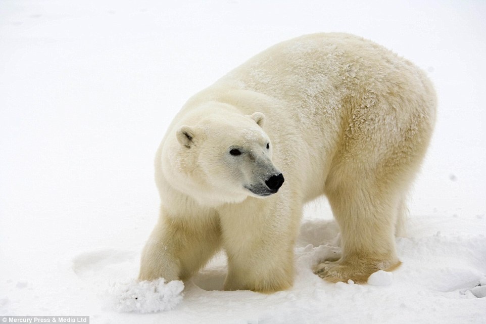 Khách sạn ngắm gấu Bắc Cực này có đầy đủ các tiện nghi và có giá từ 275 bảng.