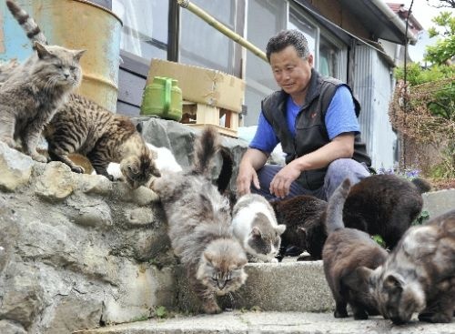 10. Đảo mèo Tashirojima, Nhật Bản: Với dân số chỉ khoảng 100 người, nơi này đã trở thành “đảo mèo” do lượng mèo hoang phát triển mạnh. Người dân nơi đây tin rằng việc cho mèo ăn sẽ đem lại sự giàu có và may mắn. Ở đây còn có đền thờ mèo và cuộc thi chụp ảnh mèo diễn ra hàng năm. Các du khách, đặc biệt là những người yêu loại thú cưng này, đổ về đây để được vuốt ve những chú mèo mập ú, thân thiện và không hề sợ người.