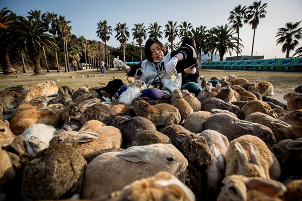 2. Đảo thỏ Okunoshima, Nhật Bản: Nằm ở biển Inland của Nhật, , hòn đảo Okunoshima của Nhật trở thành điểm hút khách nhờ những đàn thỏ béo mập, thân thiện và siêu đáng yêu. Chúng thường lại gần các du khách xin ăn và không ngần ngại trèo vào lòng hay leo lên người du khách. Đây từng là nơi sản xuất vũ khí hóa học trong thời kỳ chiến tranh. Giờ đây, hòn đảo xinh đẹp này có sân golf, khu cắm trại và tour tham quan cơ sở sản xuất vũ khí hóa học cũ, nhưng chính những chú thỏ mới là tâm điểm sự chú ý của du khách.