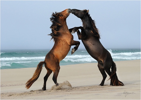 3. Sable – đảo của xác tàu và ngựa hoang, Canada: Nằm ngoài khơi Nova Scotia, Canada, đảo Sable được mệnh danh là “Nghĩa địa của Đại Tây Dương”. Chỉ dài 42 km và rộng 1,5 km nhưng trên hòn đảo này có tới 475 xác tàu đắm và hiện giờ đang là nhà của hơn 400 con ngựa hoang. Bị bỏ lại bởi thủy thủ hay trôi dạt lên bờ, những con ngựa đã sống sót và phát triển trên hòn đảo trơ trụi chỉ có cỏ biển và nước mưa. 