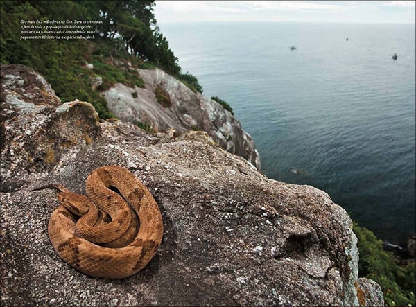 5. Đảo rắn Ilha de Queimada Grande, Brazil: Hòn đảo nằm cách thành phố São Paulo chưa đầy 150k với diện tích 400.000m2 này là nhà của 2.000-5.000 con rắn hổ lục đầu vàng, một trong những loài rắn độc nhất thế giới. Nọc độc của loài rắn này độc đến mức có thể “làm thịt người tan chảy”. Chúng sống nhờ các loài chim di cư dừng chân nghỉ tại đảo. Hải quân Brazil không cho ai lên hòn đảo này, trừ các nhà khoa học, do sự nguy hiểm của nó.