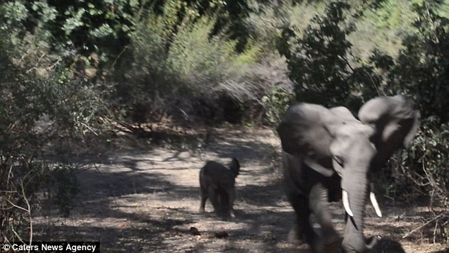 Voi mẹ và voi con giận dữ đuổi theo xe chở du khách. Ảnh: Daily Mail