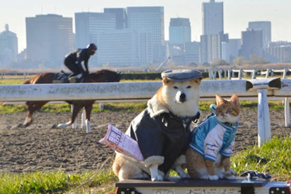 Cả hai đi xem đua ngựa...