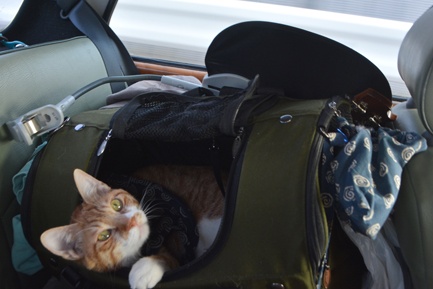 Còn đây là Torajiro, một chú mèo hoang được gia đình chủ nhân Kikuchiyo nhận nuôi từ tháng 6 năm 2012.