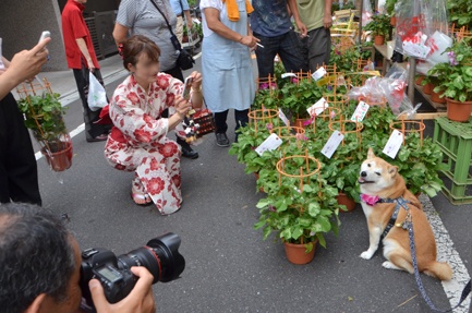 Mỗi khi xuất hiện, cả hai đều thu hút được rất nhiều sự chú ý bởi vẻ dễ thương, ngộ nghĩnh và thân thiện.