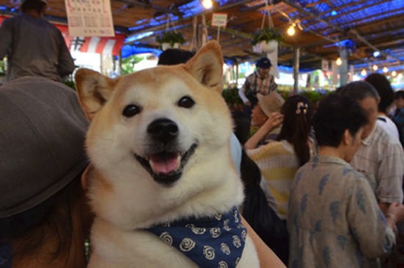 Đây là Kikuchiyo, một chú chó Shiba 10 tuổi sống tại Nhật Bản.