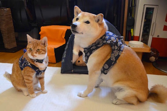 Cả hai là bạn thân thiết, có màu lông giống nhau và thậm chí còn đeo bộ đai giống nhau.