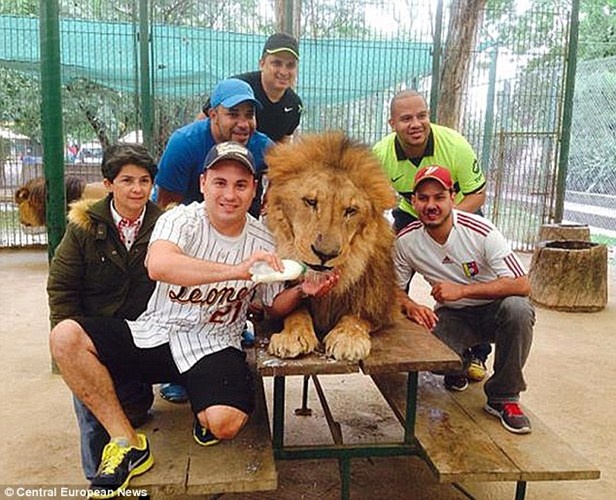 Ngoài ra, luật pháp Argentina cũng cấm tiếp xúc trực tiếp giữa người và động vật hoang dã. Tuy nhiên, sở thú này lại có dịch vụ cho khách chụp ảnh cận hoặc tiếp xúc cùng loài mãnh thú với giá chỉ £25 (khoảng 830.000 VND).