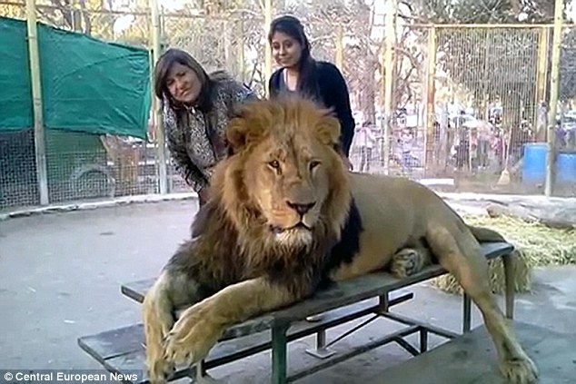 Tuy nhiên, quan sát kỹ nhiều bức ảnh chụp của du khách, nhiều người vẫn cho rằng con sư tử đã bị bắt dùng chất kích thích nên mới trông hiền lành và “ngơ ngơ, dại dại” như thế.