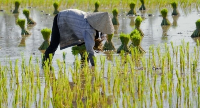 Đồng bằng sông Cửu Long - Ảnh: fodors.com