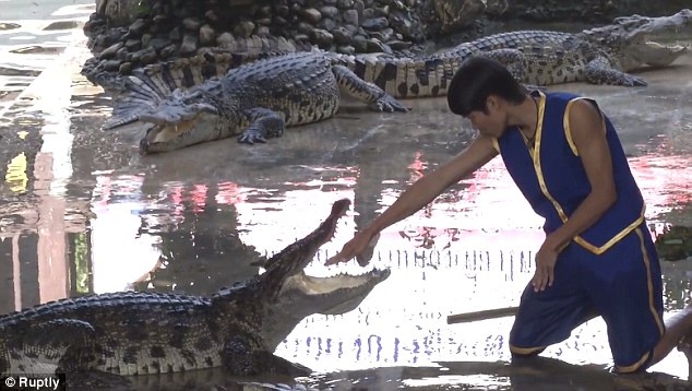 biểu diễn những động tác mạo hiểm của Krai Thong, một thợ săn cá sấu huyền thoại người Thái