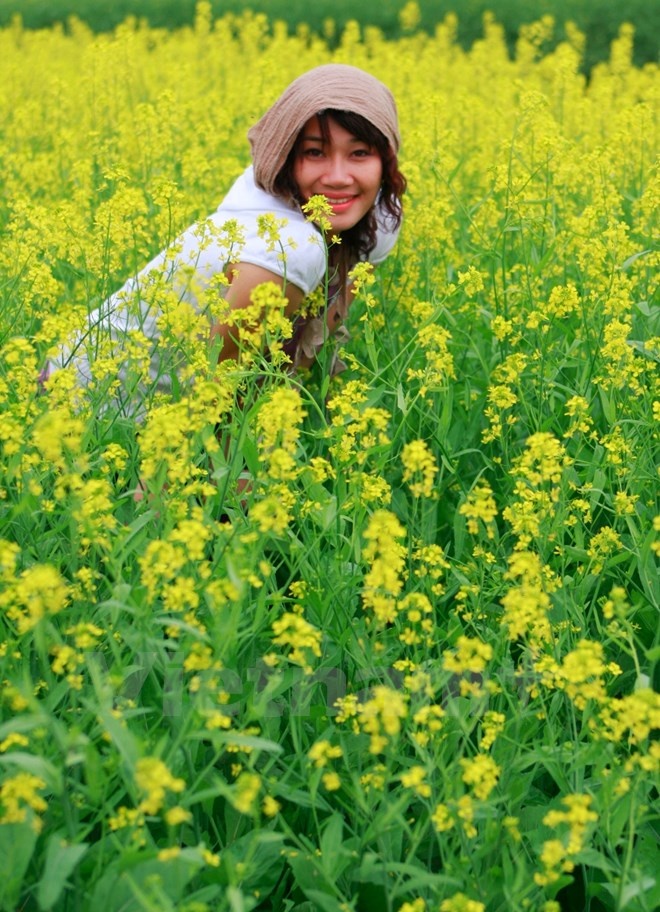 Cánh đồng cải vàng ở Yên Viên. (Ảnh: Xuân Mai/Vietnam+)