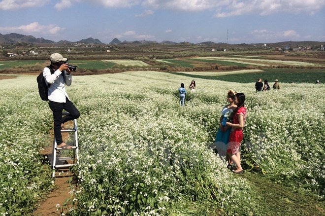 Cánh đồng cải trắng ngay ven đường quốc lộ ở thị trấn Nông trường Mộc Châu. (Ảnh: Xuân Mai/Vietnam+)