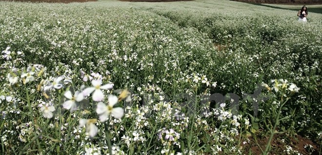 Màu trắng tinh khôi của những cánh đồng hoa cải cũng là điểm chụp ảnh cưới được ưa chuộng. (Ảnh: Xuân Mai/Vietnam+)