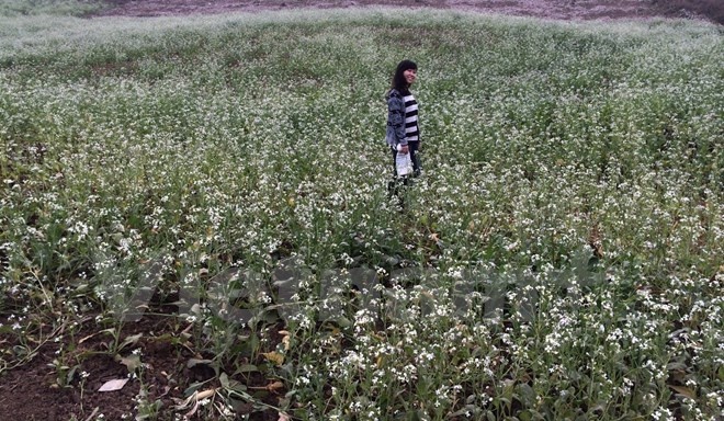 Cánh đồng hoa bên đường vào bản Tà Phình. (Ảnh: Xuân Mai/Vietnam+)