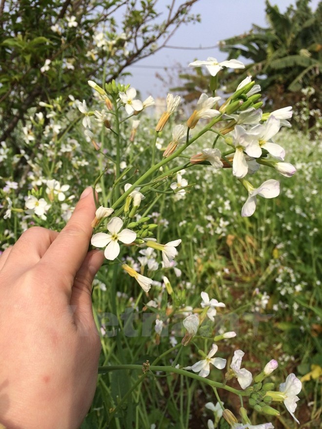 Những bông cải trắng mỏng manh dưới nắng mùa Đông. (Ảnh: Xuân Mai/Vietnam+)