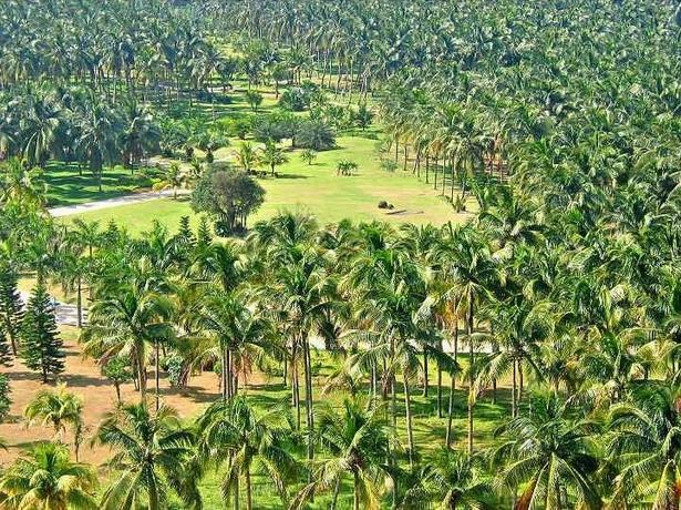 Rừng dừa Vân Xương ở Hải Nam, nơi quay cảnh bầy khỉ đi hái lượm. 