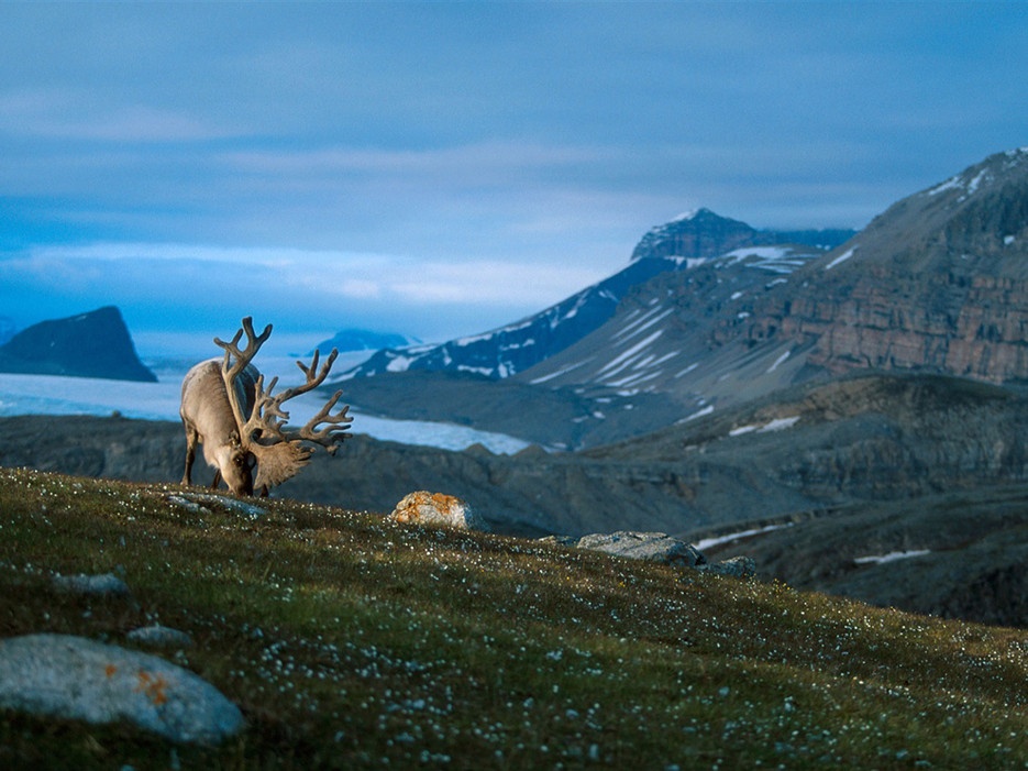 Svalbard: Đã đến Na Uy thì phải đi ngắm tuần lộc. Bạn có thể tới vùng Svalbard và biết đâu sẽ gặp được gia đình Sven.