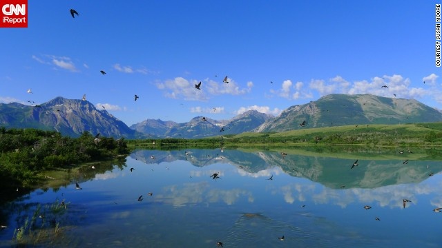 Công viên quốc gia hồ Waterton, Alberta, Canada: Những chú chim tung cánh trên bầu trời công viên quốc gia hồ Waterton ở Canada.