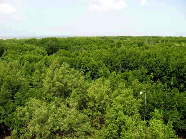 Rừng trải dài đến tận chân trời