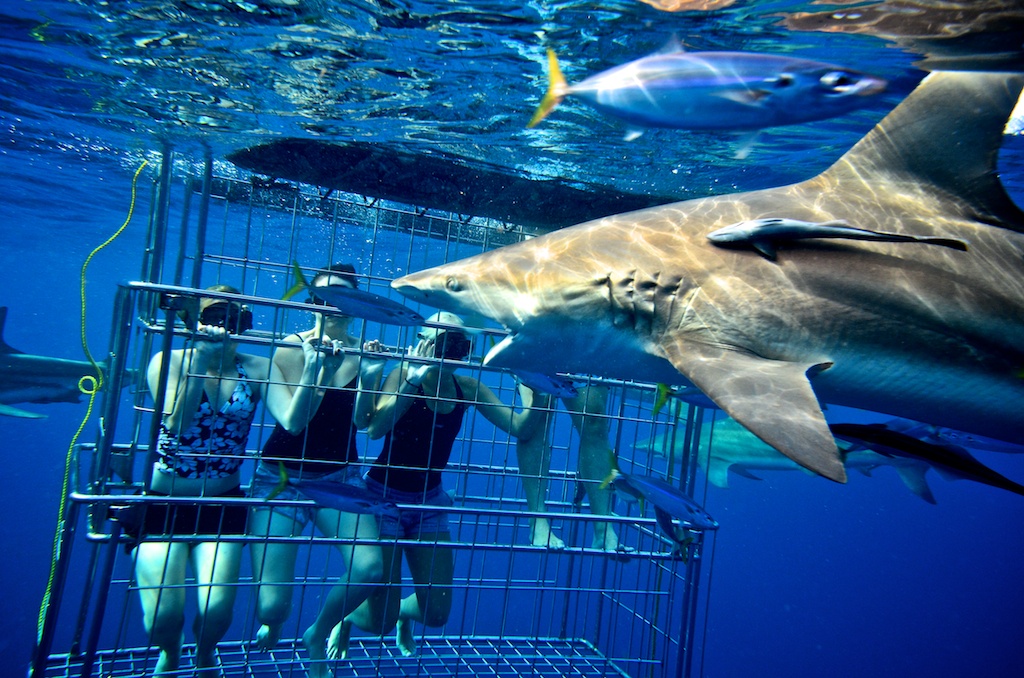 10. Gansbaai, Nam Phi (hay còn gọi là “Hành lang cá mập”): Gansbaii được coi là “thủ đô của cá mập trắng”. Cá mập trắng nổi tiếng với những chiếc răng sắc nhọn, mồm rộng và mắt nhìn thấy được, điều đó khiến chúng vừa đáng sợ vừa thú vị. Gansbaii thu hút được nhiều khách du lịch chủ yếu là nhờ cá mập trắng. Nếu muốn có trải nghiệm cảm giác mạnh, bạn có thể lặn trong lồng sắt và đối mặt với chúng. Nếu không đủ liều lĩnh để thử, bạn có thể đi xem cá mập tấn công đàn hải cẩu.