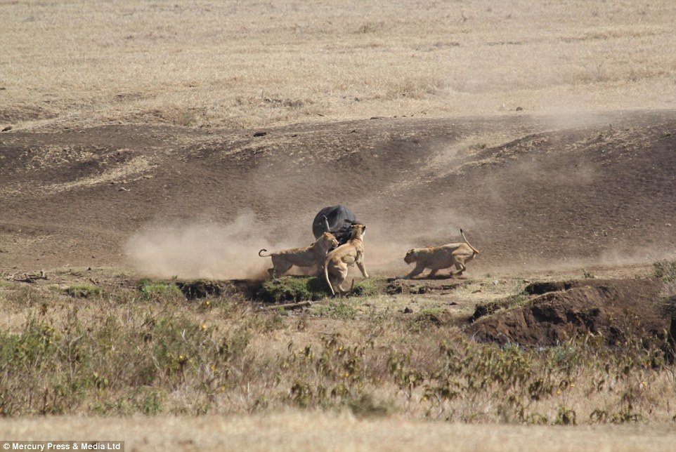 Trâu mẹ đã xông vào cứu nghé con thoát chết.