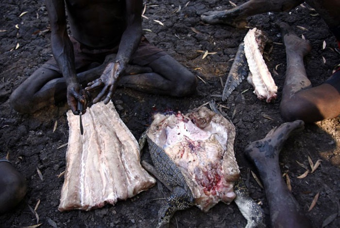 Chiến lợi phẩm đầu tiên nhanh chóng được xẻ thịt ngay giữa nền rừng, thịt cá sấu chính là thứ thực phẩm hàng đầu đã nuôi sống cả bộ lạc qua bao thế hệ.