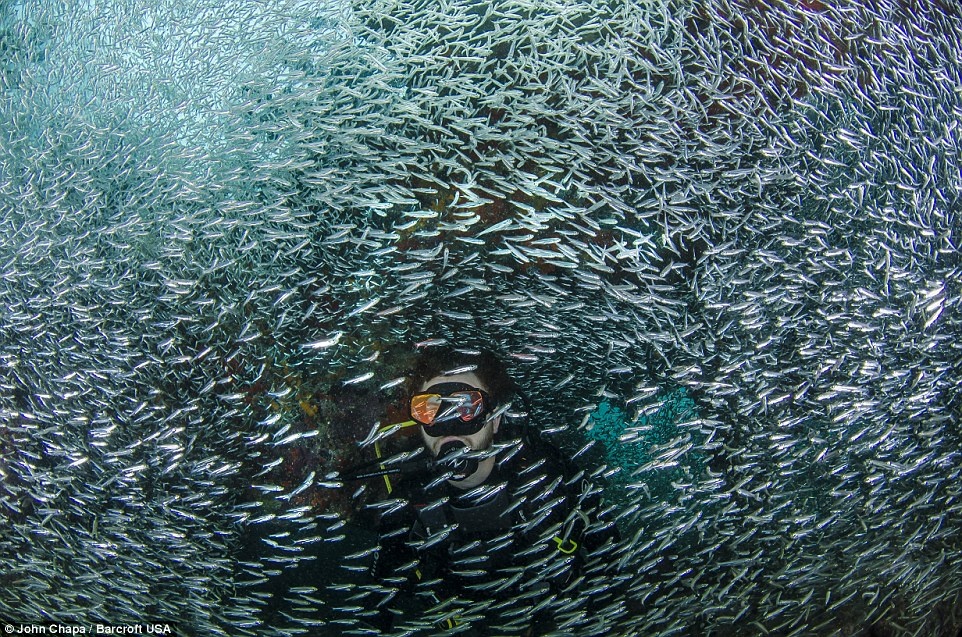 Fernando Castro tiếp cận với đàn cá hàng năm tới Florida để sinh sản.