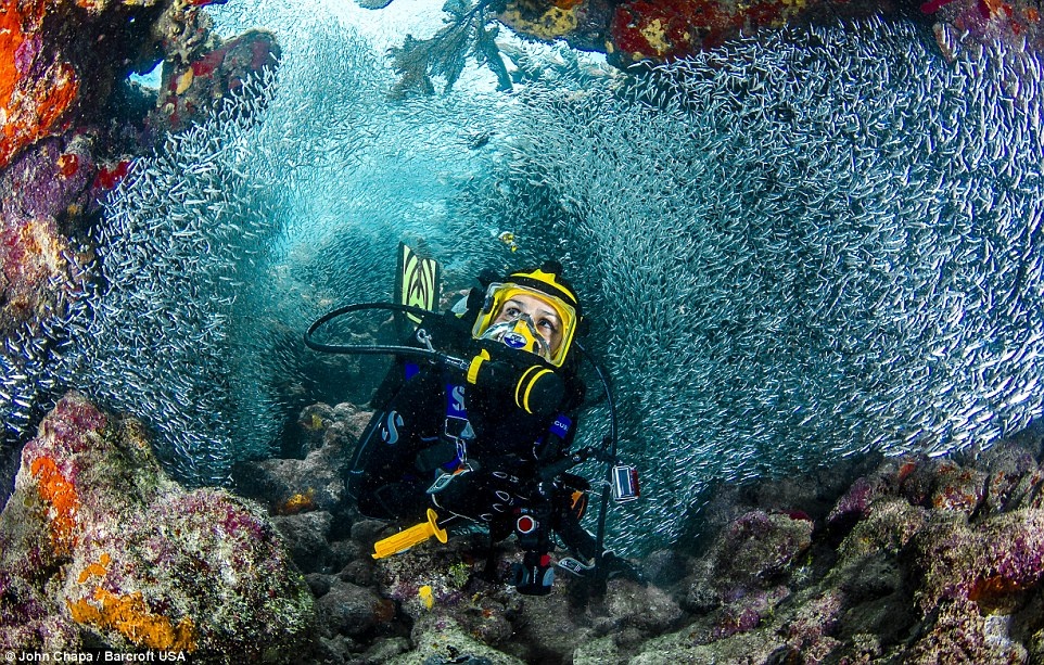 Adriana Camargo bơi giữa đàn cá tuế tại Key Largo, Florida, chúng rất nhỏ bé.