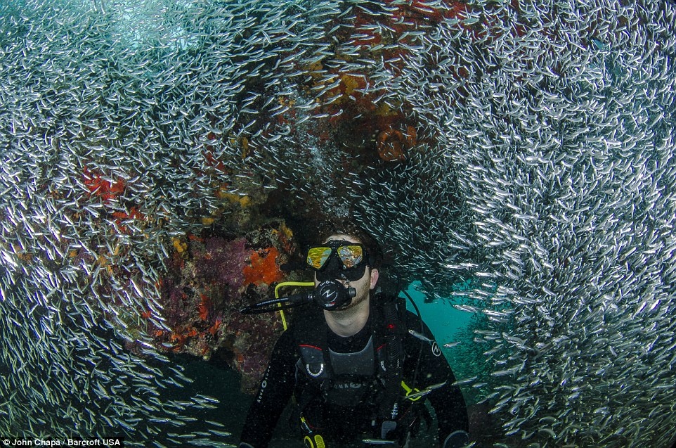 Boi cung trieu con ca duoi bien sau hinh anh