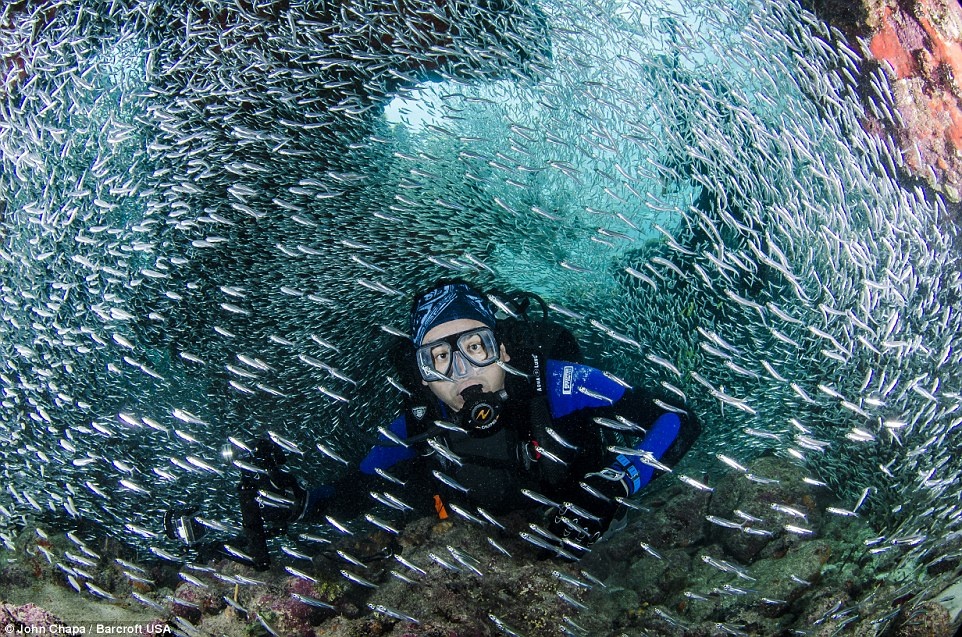 John hào hứng kể: “Cảnh hàng triệu con cá tuế bơi trong ánh Mặt Trời mùa hè thật sự tuyệt vời. Đây là thời điểm duy nhất trong năm ta có thể thấy nhiều cá tuế ở một chỗ như thế”.