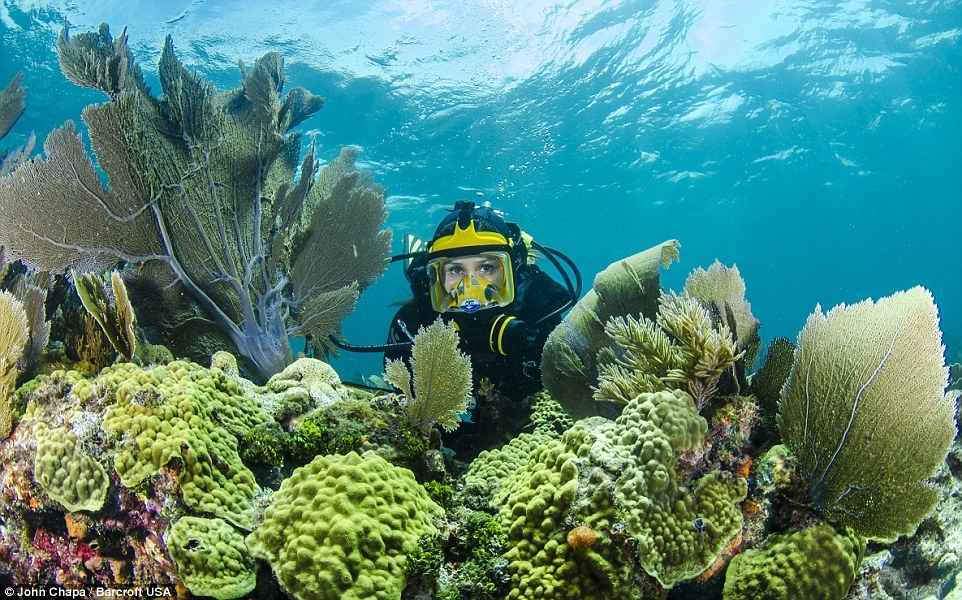  Trong vài bức ảnh, rạn san hô tuyệt đẹp phía sau các du khách và thợ lặn trở thành nơi trú ẩn cho hàng triệu chú cá nhỏ. Những hang động này chỉ nằm ở độ sâu 6m và thu hút một lượng lớn cá tuế tới đây mỗi năm.