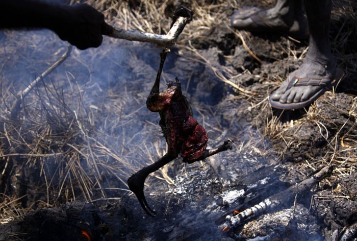 Họ không mang theo lương thực khi đi săn, khu rừng sẽ cung cấp hầu hết các nhu yếu phẩm trong suốt chuyến đi có thể kéo dài ngày này sang ngày khác.