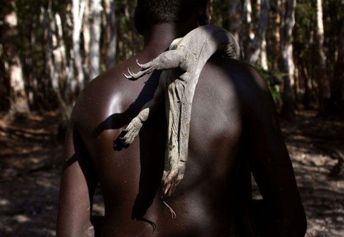 Trong khi đó Marcus Gaykamangu, một thợ săn khác, lại kiếm được một chú thằn lằn bản địa có tên gọi là Goanna.